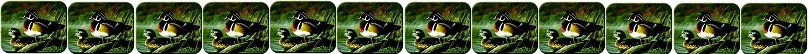 woodduck_pair_line.gif